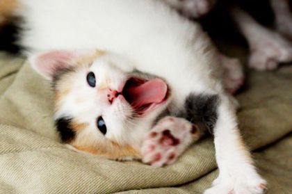 kittens_yawning_09